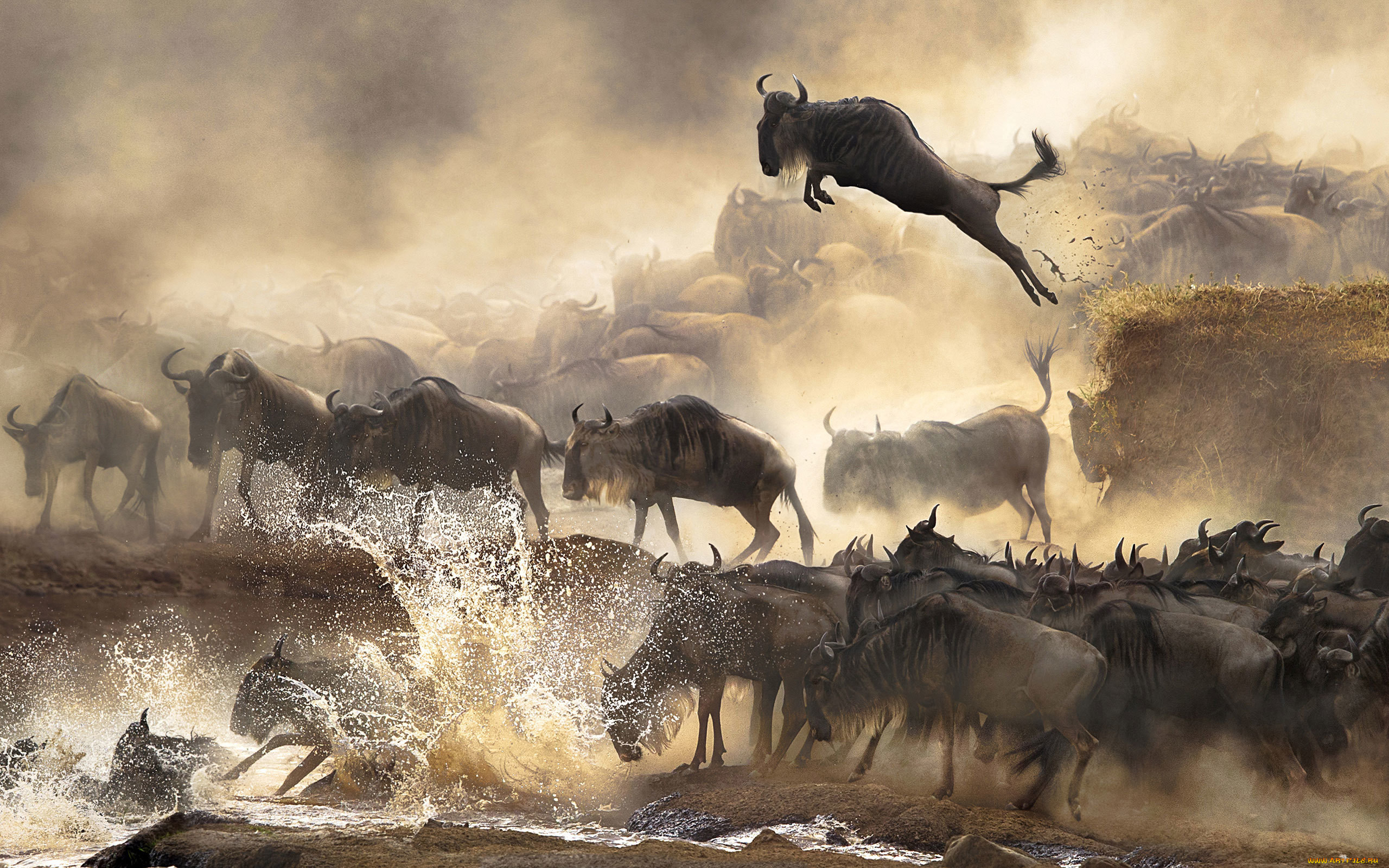 Антилопа гну в Африке миграция